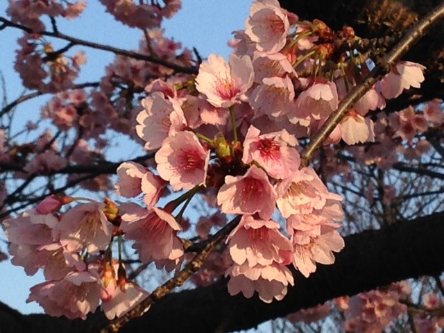 14-3-28　寒桜